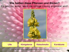 Blumen-erkennen-2.pdf